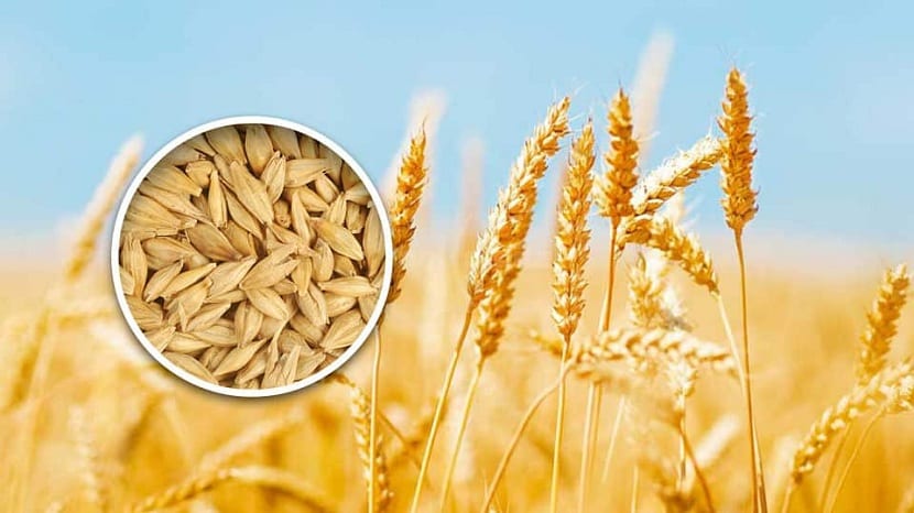 Cultivo de la cebada: siembra, suelo, riego y cosecha