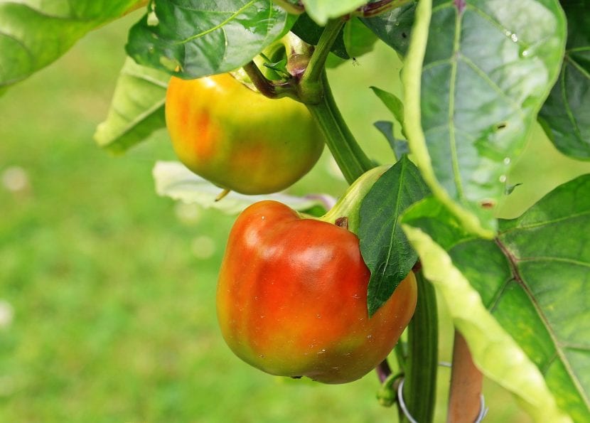 Planta de paprika con frutos rojos madurando