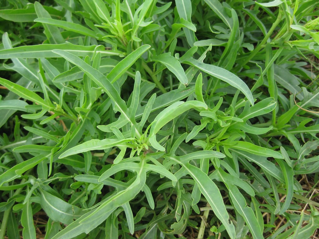 Cultivo de la rúcula: siembra, riego, plagas y cosecha
