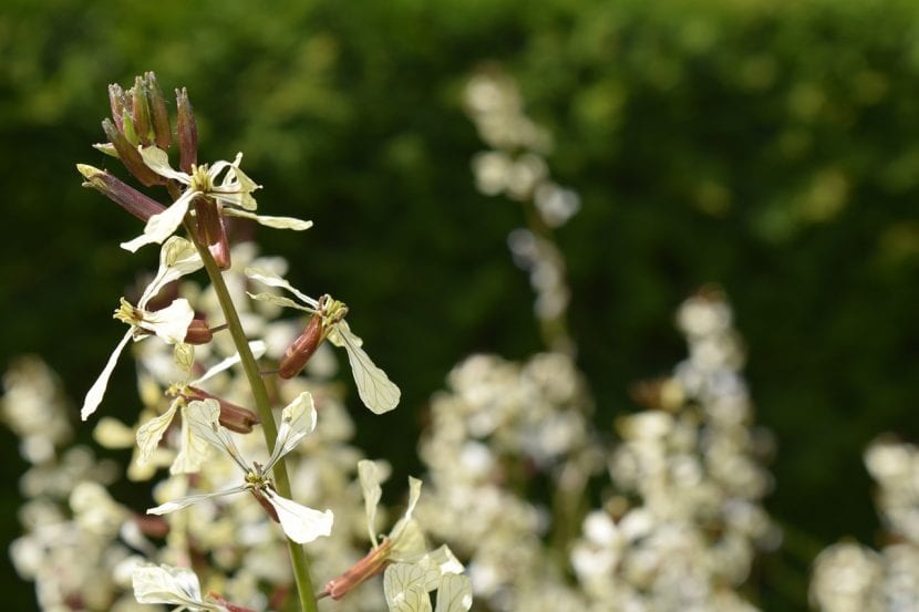 Flores de rúcula en el huerto