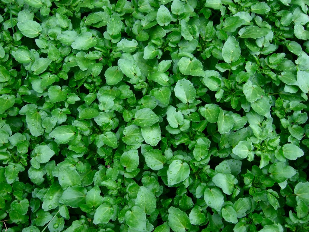 Cultivo de berros en casa: guía completa paso a paso