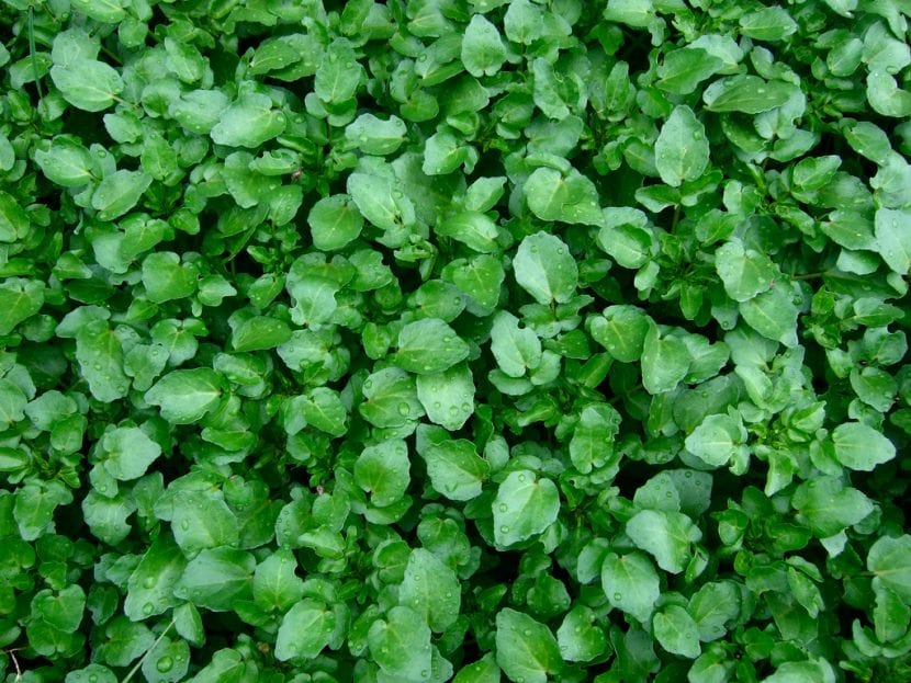 Plantas jóvenes de berro en cultivo