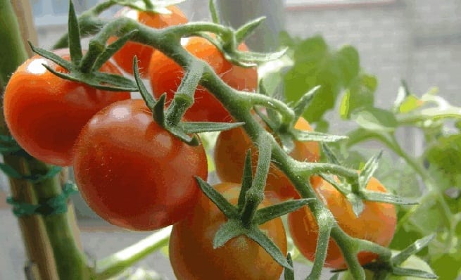 Tomatera cultivada en maceta con tutor