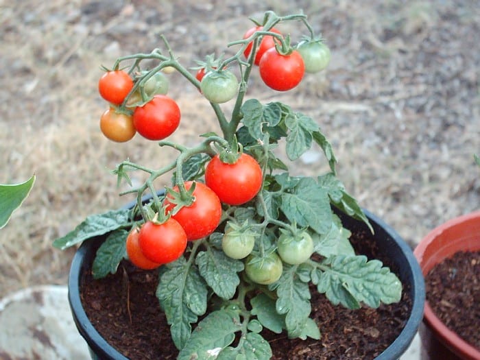 Tomates madurando en una planta cultivada en contenedor