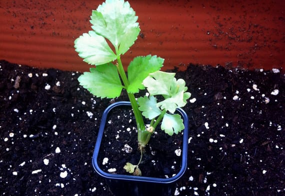 Mata de apio con las pencas verdes agrupadas