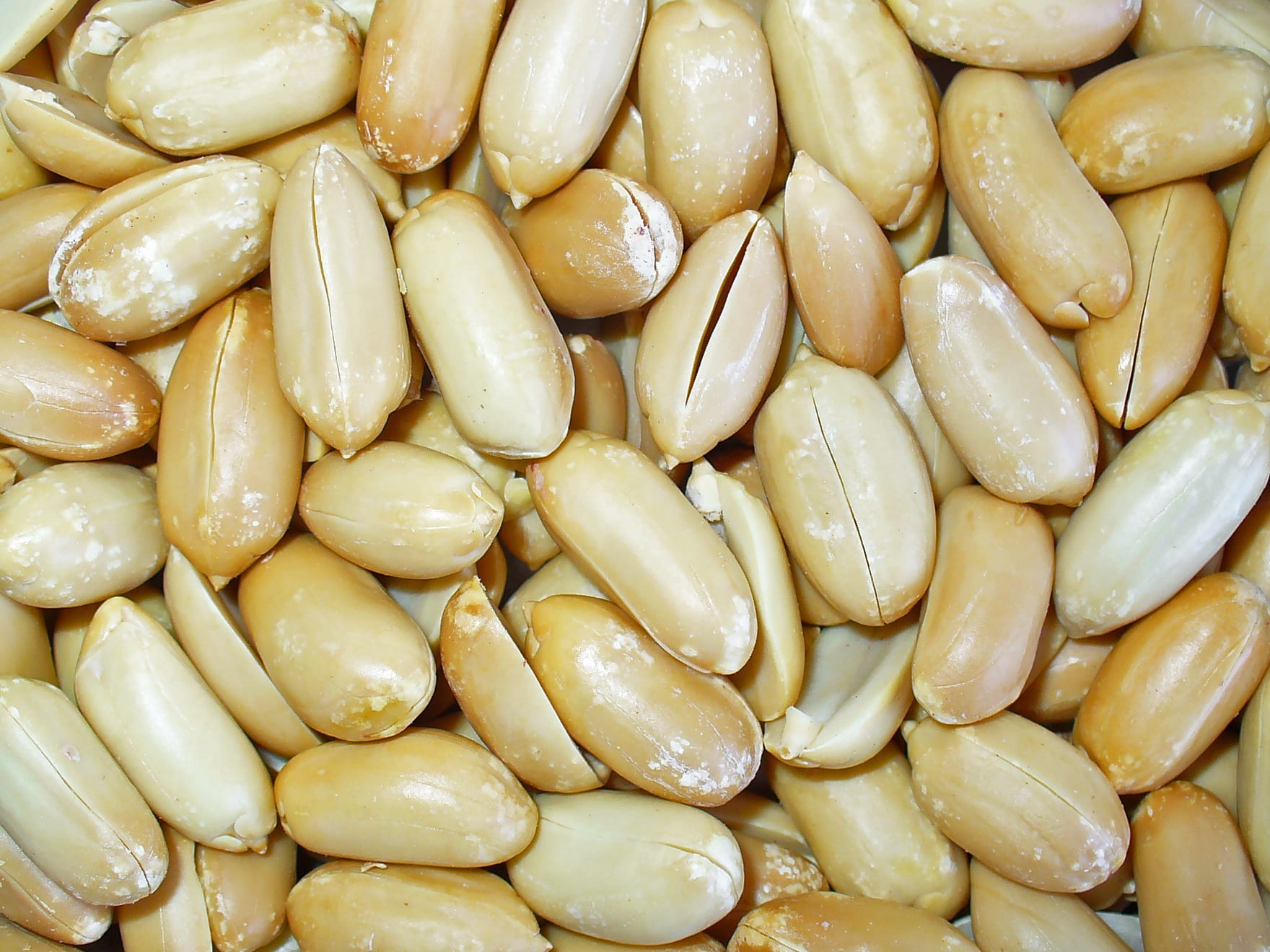 Cacahuetes con cáscara ya cosechados