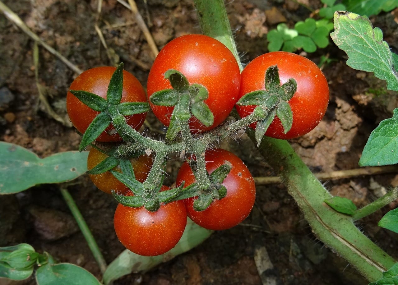 Cómo cultivar tomate cherry en huerto y maceta