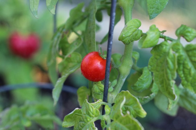 Planta de tomate cherry conducida con tutor