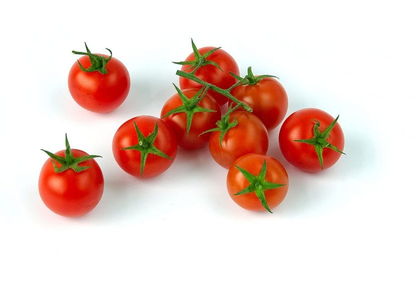 Racimo de tomates cherry maduros en la planta