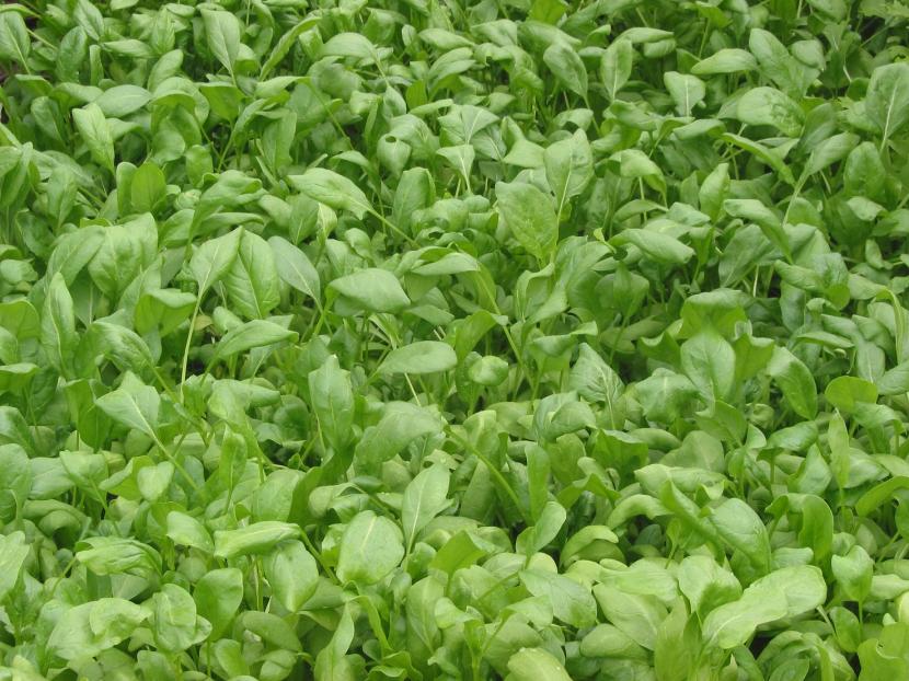 Cultivo de la espinaca: siembra, riego y cosecha
