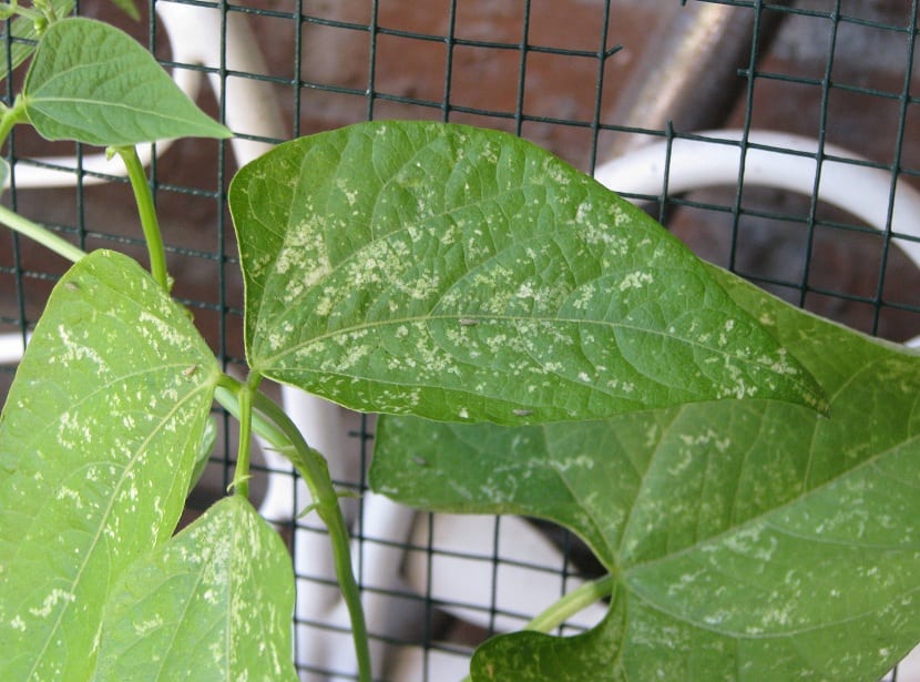 Hojas de judía verde con síntomas de plagas y enfermedades