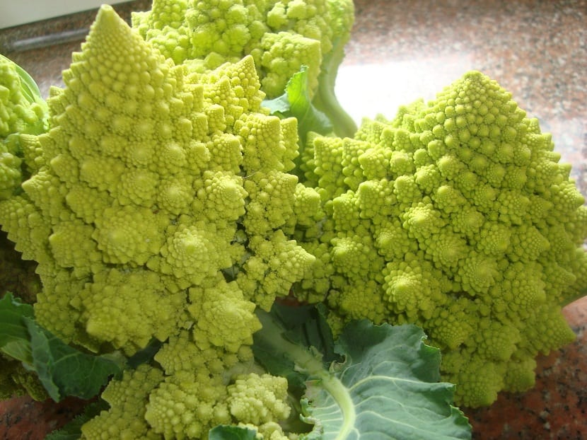 Pella de romanesco con su estructura de espirales