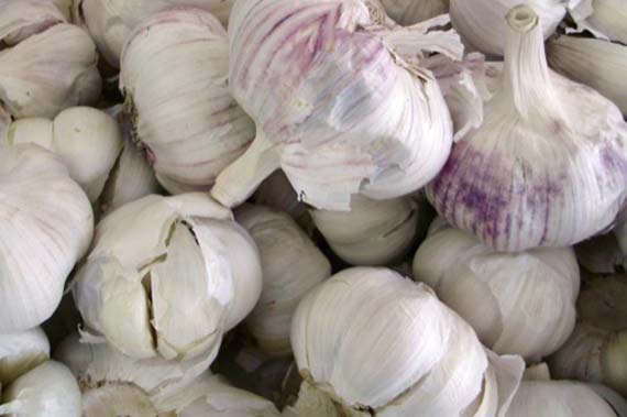 Cultivo y riego del ajo: cuándo plantar y cuánta agua dar
