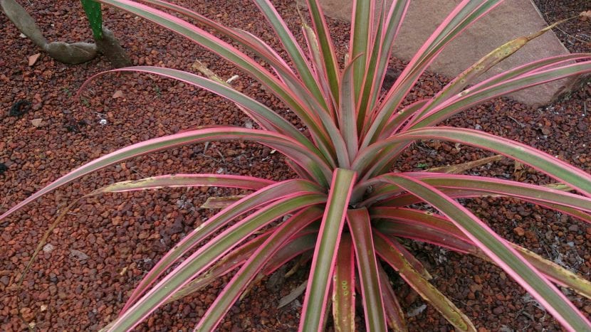 Planta de piña, Ananas comosus, con el fruto en formación sobre la roseta de hojas
