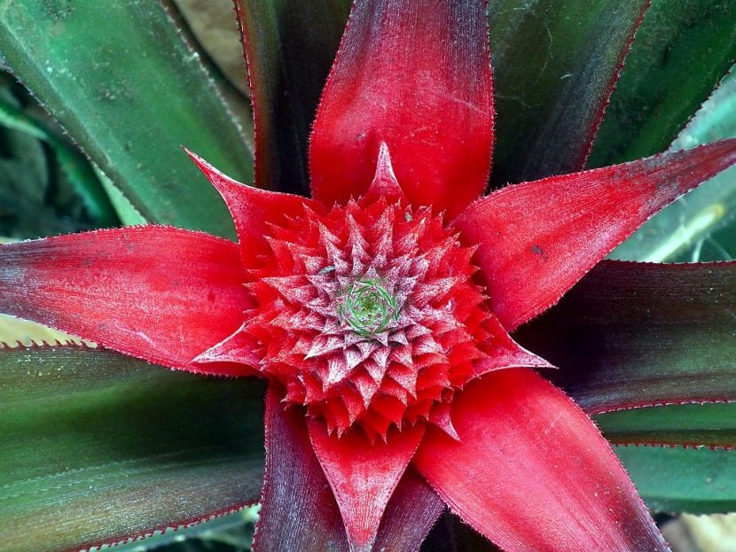 Inflorescencia de Ananas comosus con las flores moradas abriéndose sobre el cono