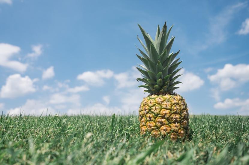 Cómo cuidar y multiplicar la planta de la piña en casa