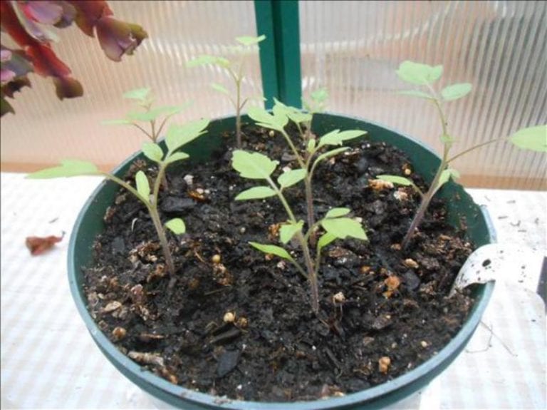 Tomateras adultas entutoradas creciendo en el huerto