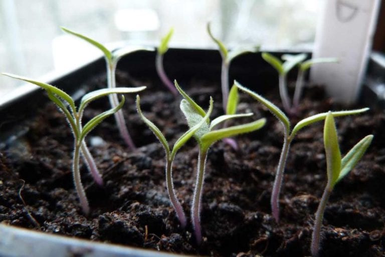 Plántulas de tomate germinadas y apretadas en un semillero