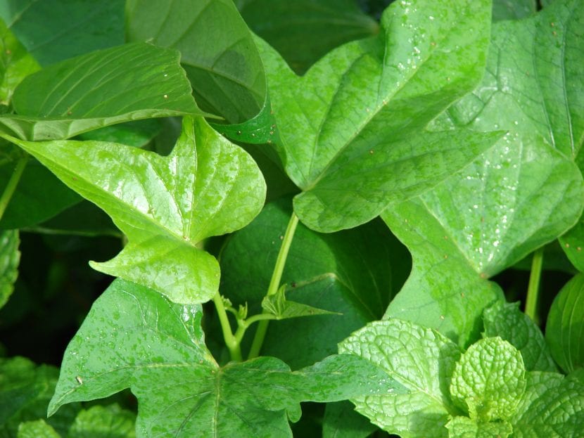 Planta de boniato con sus tallos rastreros y hojas acorazonadas