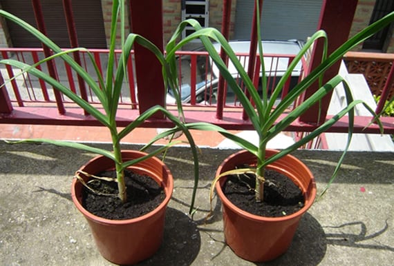 Cultivar ajo en maceta, de la siembra a la cosecha