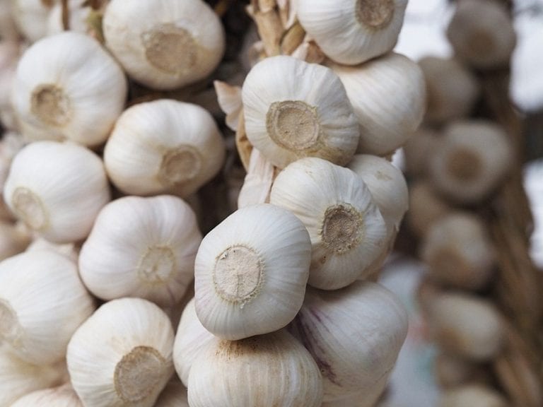 Cabezas de ajo recolectadas y curadas