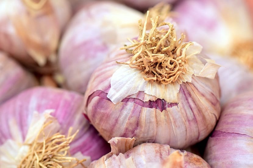 Cultivo del ajo: siembra, riego, recolección y curado