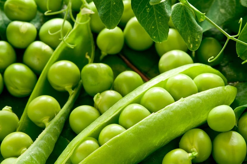 Siembra y cultivo de chícharos en el huerto