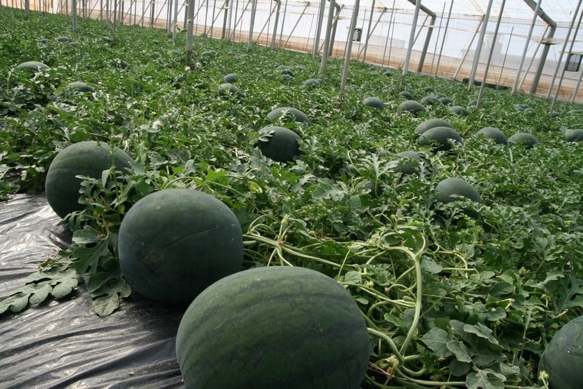 Planta de sandía extendida por el suelo del huerto