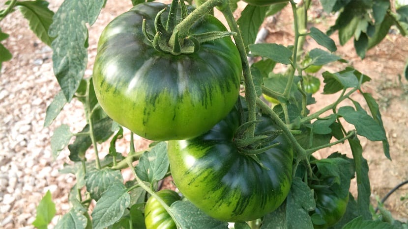 Tomates Raf verdes en la mata