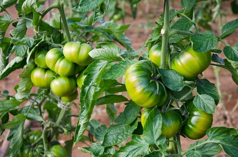 Plantas de tomate Raf en cultivo