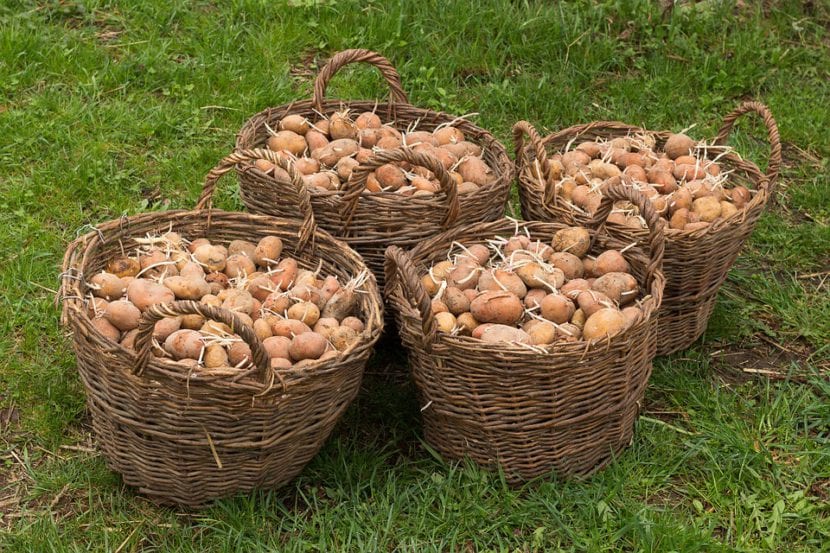 Cosecha de patatas recién arrancadas