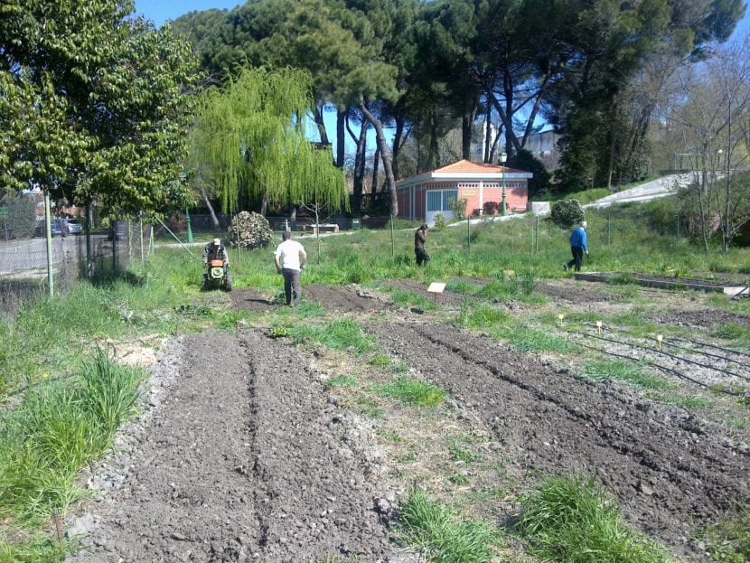 Huerto ecológico con bancales cultivados