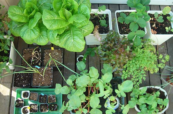 Hortalizas cultivadas en macetas en una terraza
