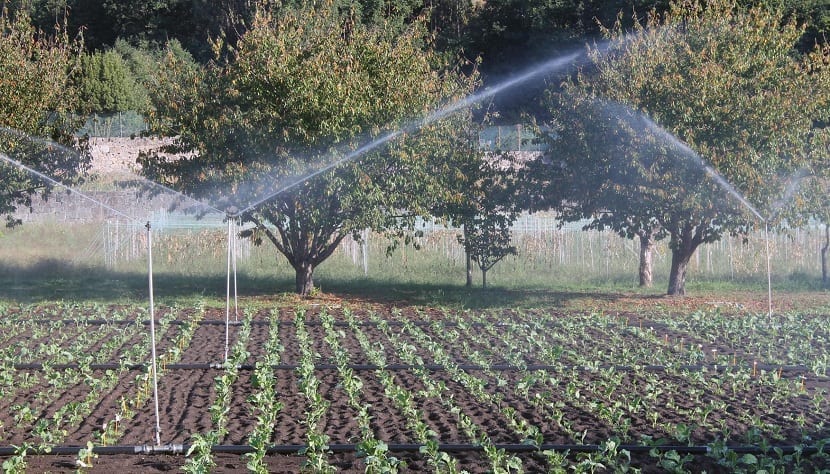 Bancal con plantas de repollo en cultivo