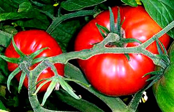 El tomate, la manzana del amor: historia y cultivo