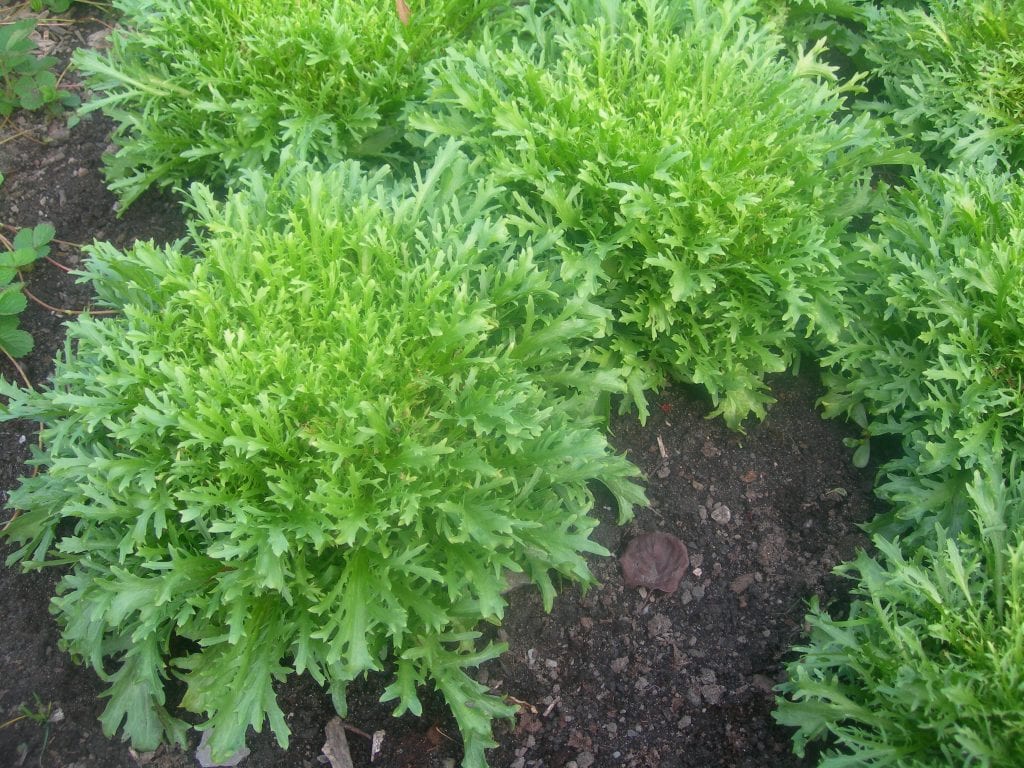 Cultivar endivias en el huerto y forzarlas en casa