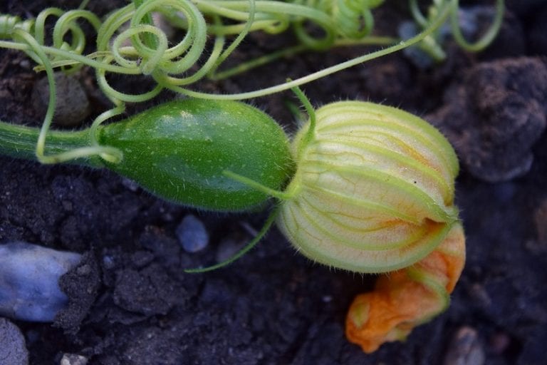 Flor amarilla de calabacín abierta