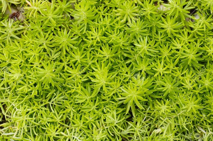 Cultivo de esparraguera en el huerto
