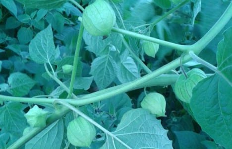 Cálices naranjas del farolillo chino ornamental
