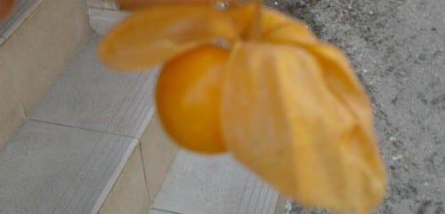 Frutos de physalis dentro de su cáliz papiráceo