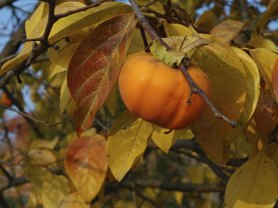 Frutales exóticos en tu jardín
