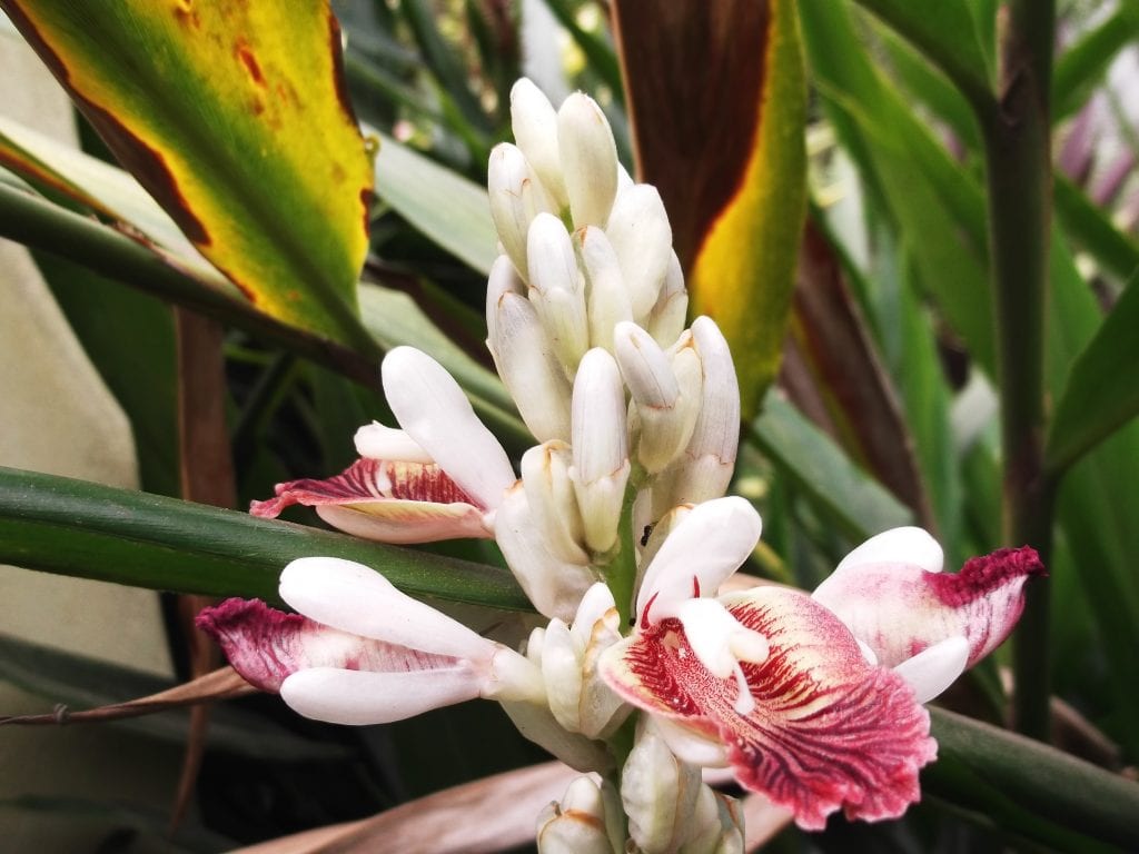Flor de Alpinia galanga con el labelo rayado