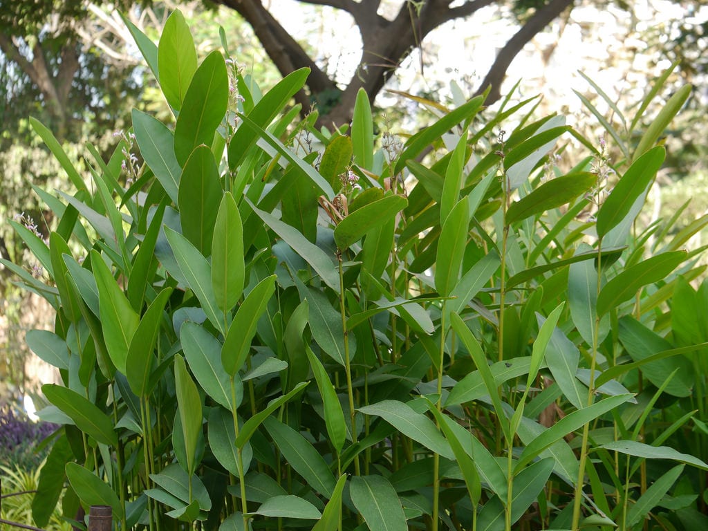 Mata de Alpinia galanga con sus hojas lanceoladas