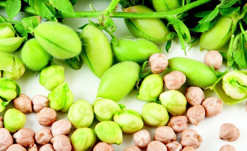 Características de la planta y el grano de garbanzo