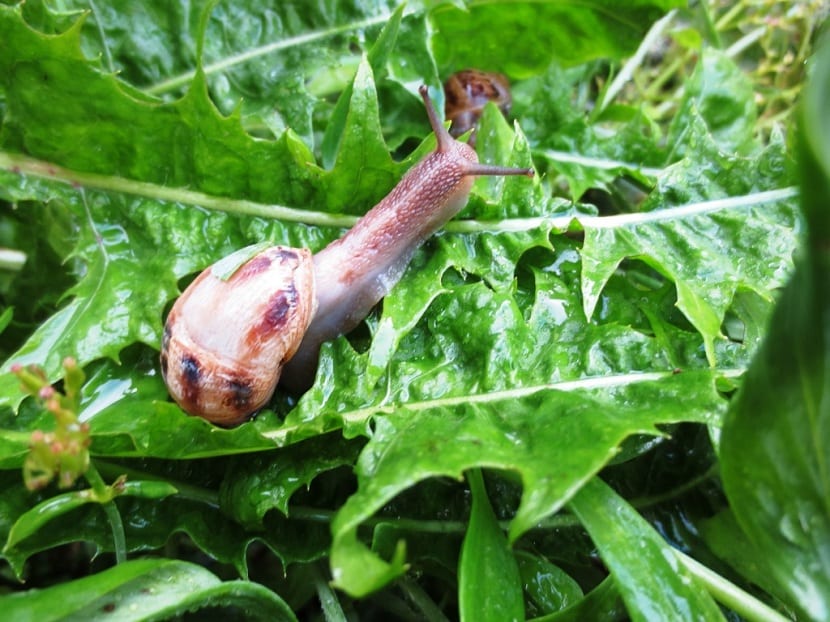 Caracol sobre una planta de garbanzo
