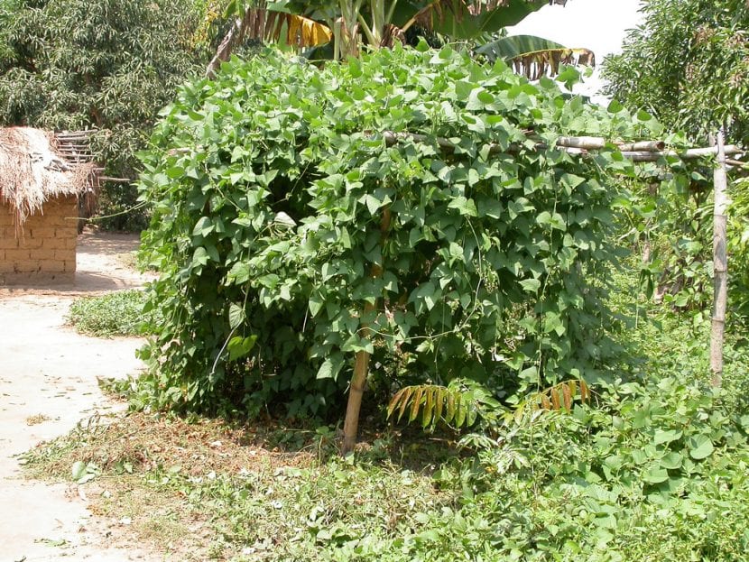 Planta de garrofón trepando por un tutor