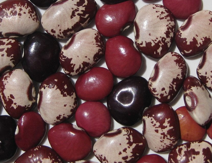 Semillas secas de garrofón