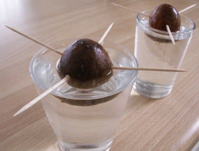 Huesos de aguacate preparados para germinar