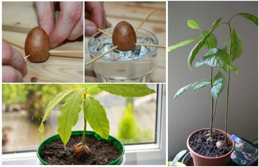 Cómo germinar un hueso de aguacate y trasplantarlo bien