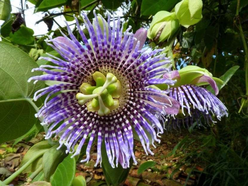 Flor de granadilla con la corona de filamentos característica